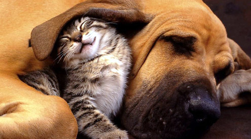 Dog and cat, Products that Help Our Pets